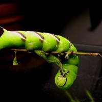 Sphinx ligustri (Privet Hawk-moth)