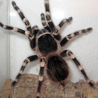 Acanthoscurria geniculata