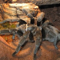 Grammostola pulchra