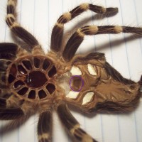 Acanthoscurria geniculata