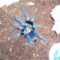 Cyriopagopus sp. (Singapore Blue)