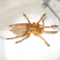 Pterinochilus Murinus