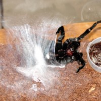 Male making a sperm web