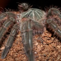 0.1 Theraphosa blondi