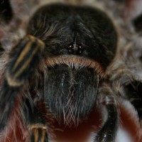 0.1 Grammostola aureostriata