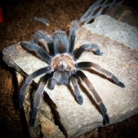 Aphonopelma iodius