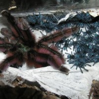 Avicularia versicolor