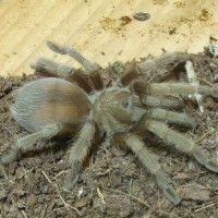 Aphonopelma Spp. Flagstaff Orange