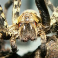 GIANT FISH SPIDER