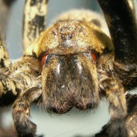 GIANT FISH SPIDER