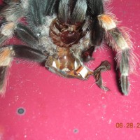 b. smithi