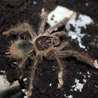 Theraphosa apophysis