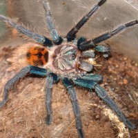 C.cyaneopubescens (post molt feeding)