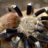 N. chromatus