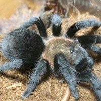 Aphonopelma Spp. ?