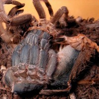 A. seemani Molting