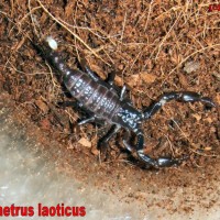 Heterometrus laoticus