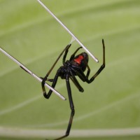 not a tarantula, ventral view