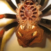 Braqchypelma auratum moult