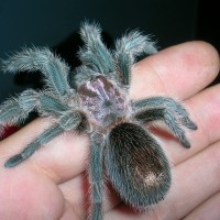 Grammostola