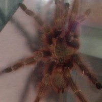 Nhandu molted