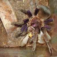 Haitain Brown- female with roach dinner, Shes more purple than brown to me!