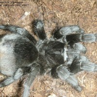 Grammostola pulchra