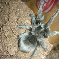 Grammostola pulchra