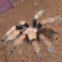 Aphonopelma schmidti female