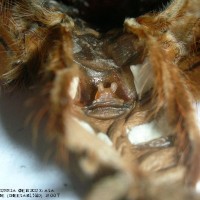 Acanthoscurria geniculata