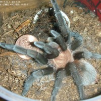 Aphonopelma anax