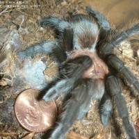 Aphonopelma anax