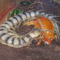 Scolopendra alternans w/ molt