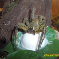 Phoneutria boliviensis with eggsac