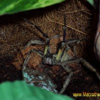 Phoneutria boliviensis male