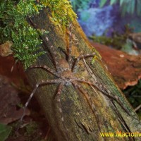 Trechaleidae spec. ex Venezuela