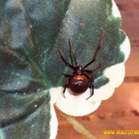 Latrodectus spec. ex Alicia