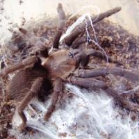 Orphnaecus Sp. ?