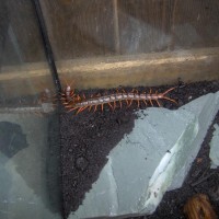 Scolopendra subspinipes!