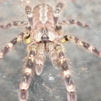 P. regalis