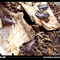 Liocheles Australasiae