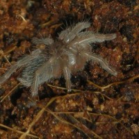 Acanthoscurria chacoana sling