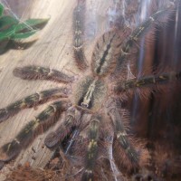 Poecilotheria rufilata