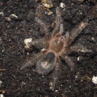 Grammostola aureostriata