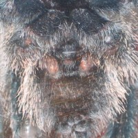 Avicularia Metallica