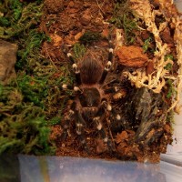 Acanthoscurria geniculata