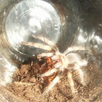 0.0.1 B. Smithi