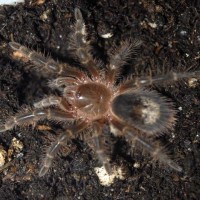 Grammostola aureostriata