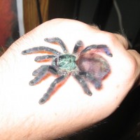 Avicularia Versicolor