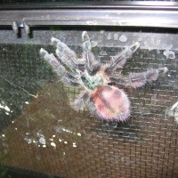 Avicularia Versicolor